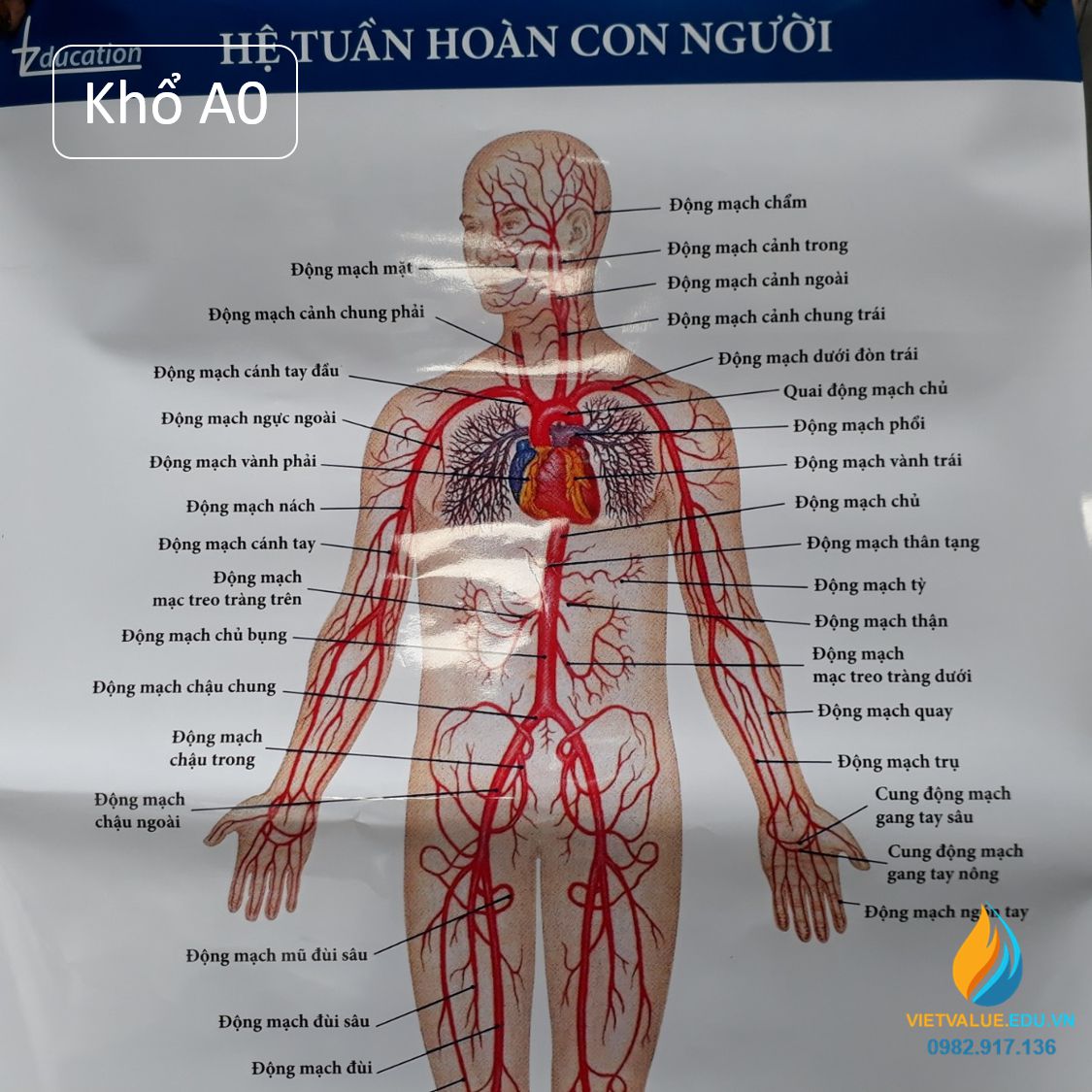 Poster cấu tạo hệ tuần hoàn con người, tranh ảnh sinh học giảng ...