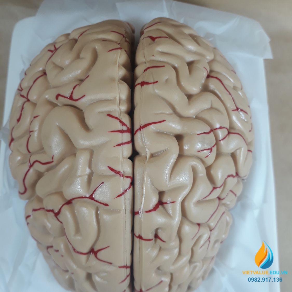 Mô hình não người, mô hình giải phẫu não hệ thần kinh, mô hình ...