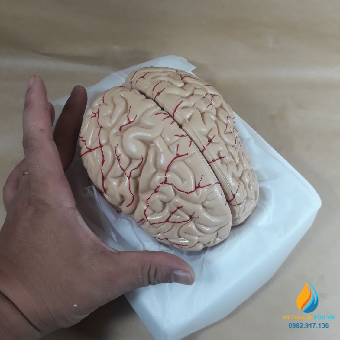 Mô hình giải phẫu não người