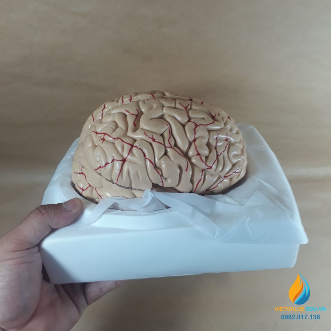 Mô hình não người, mô hình giải phẫu não hệ thần kinh, mô hình ...