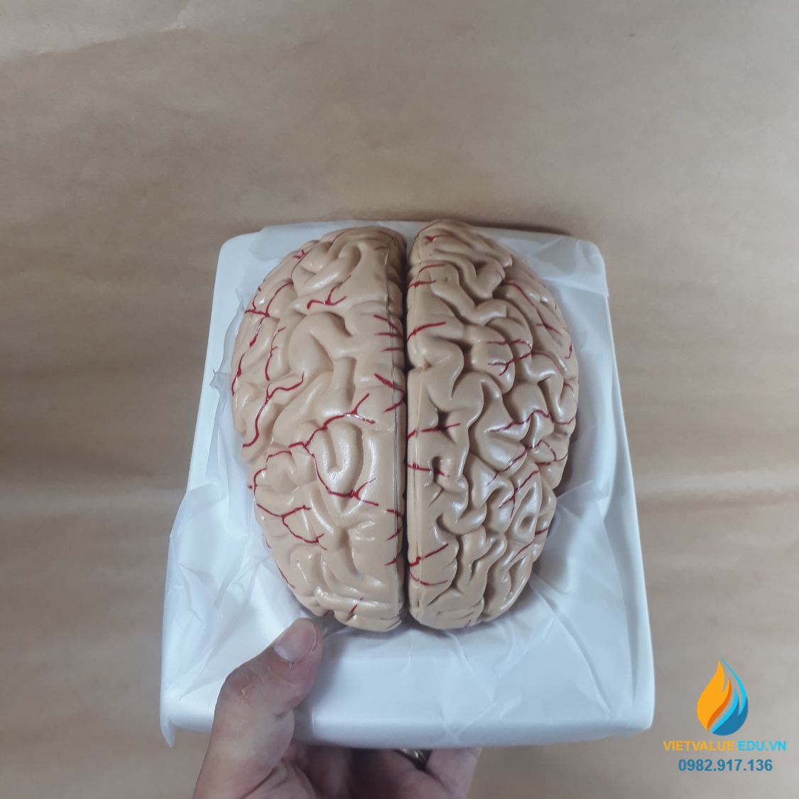 Mô hình não người, mô hình giải phẫu não hệ thần kinh, mô hình ...