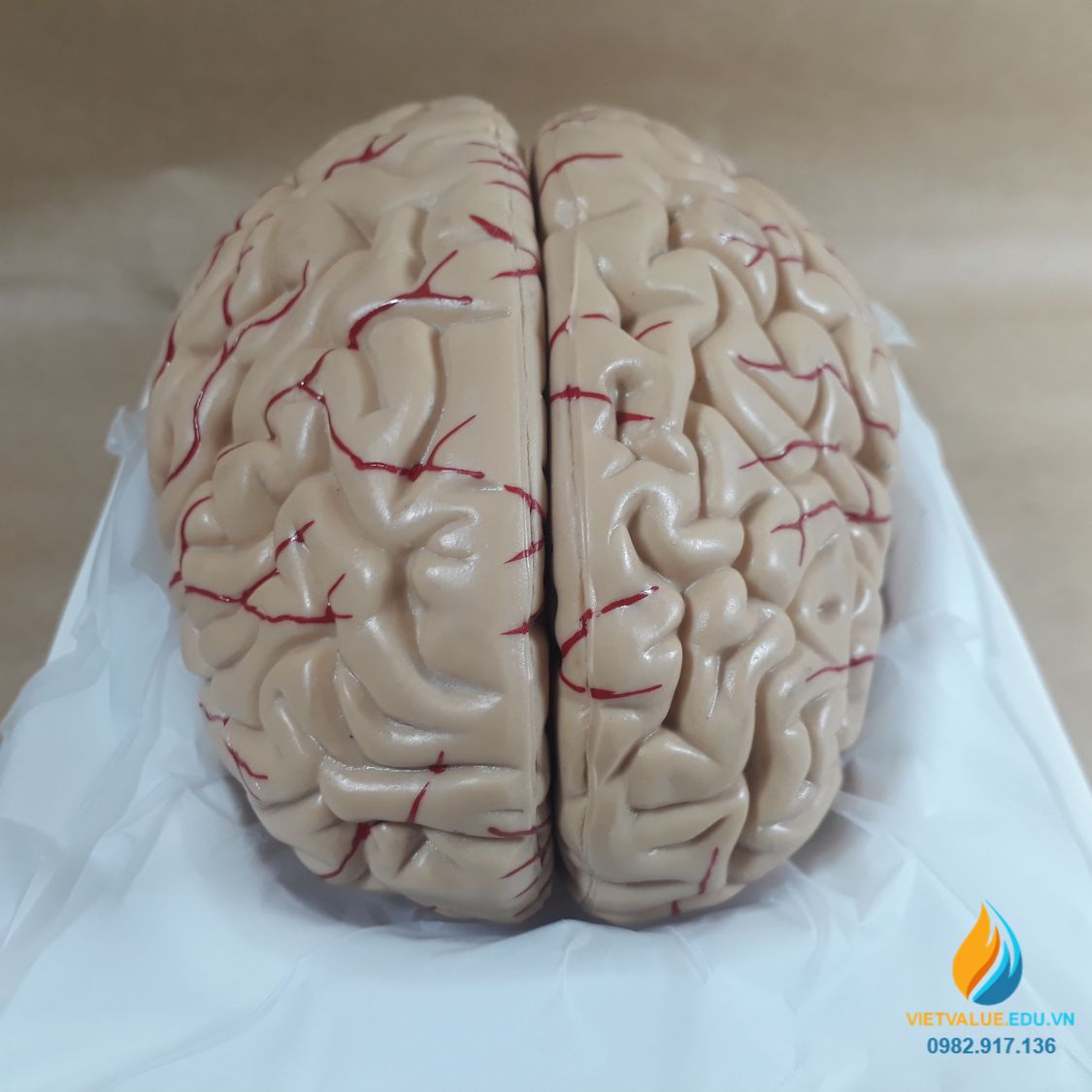 Mô hình não người, mô hình giải phẫu não hệ thần kinh, mô hình ...