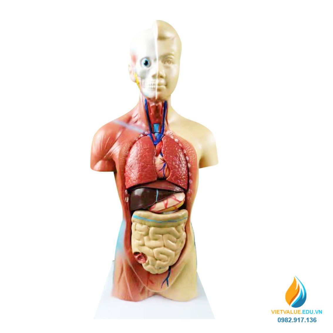 Mô hình giải phẫu nội tạng người chất liệu nhựa PVC mô hình giảng dạy y  khoa VIETVALUE