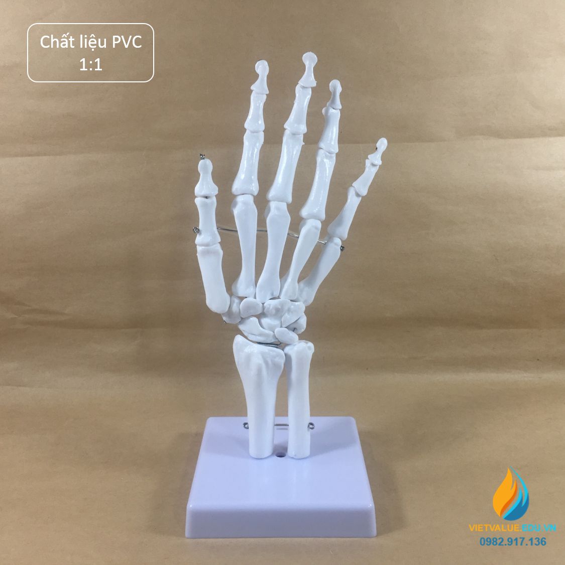 Mô hình bộ xương tay người, tỷ lệ 1:1, chất liệu nhựa PVC VIETVALUE