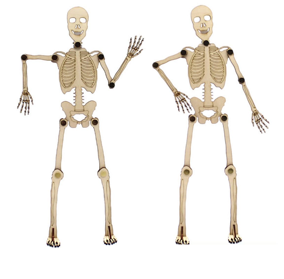 Mô hình bộ xương người tạo dáng điệu đà, không dành cho yếu vía ...