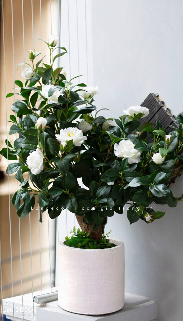 cay-bach-tra-gia-decor 