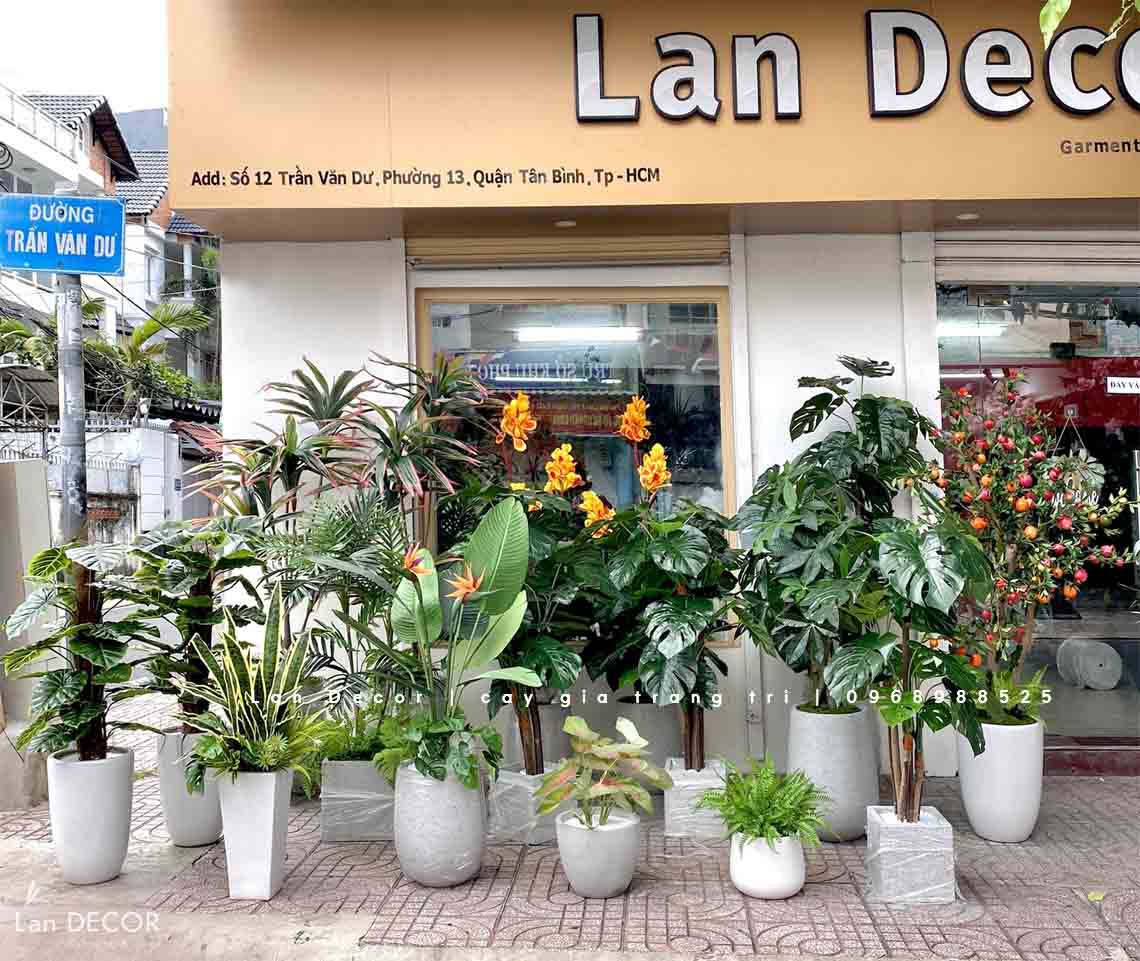 cay-gia-trang-tri 