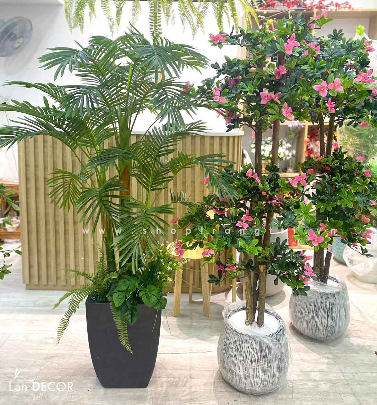 cay-gia-decor 