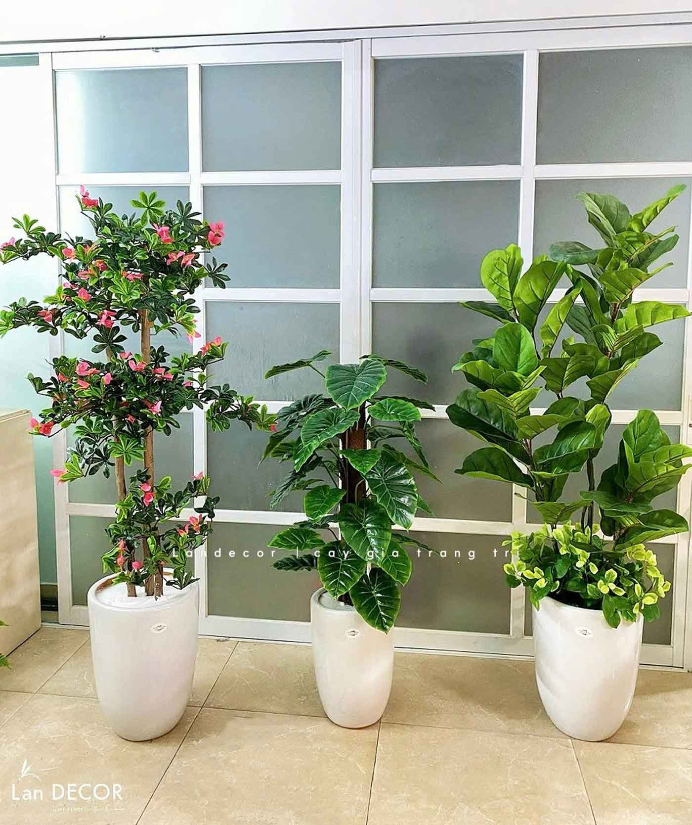 cay-gia-decor 