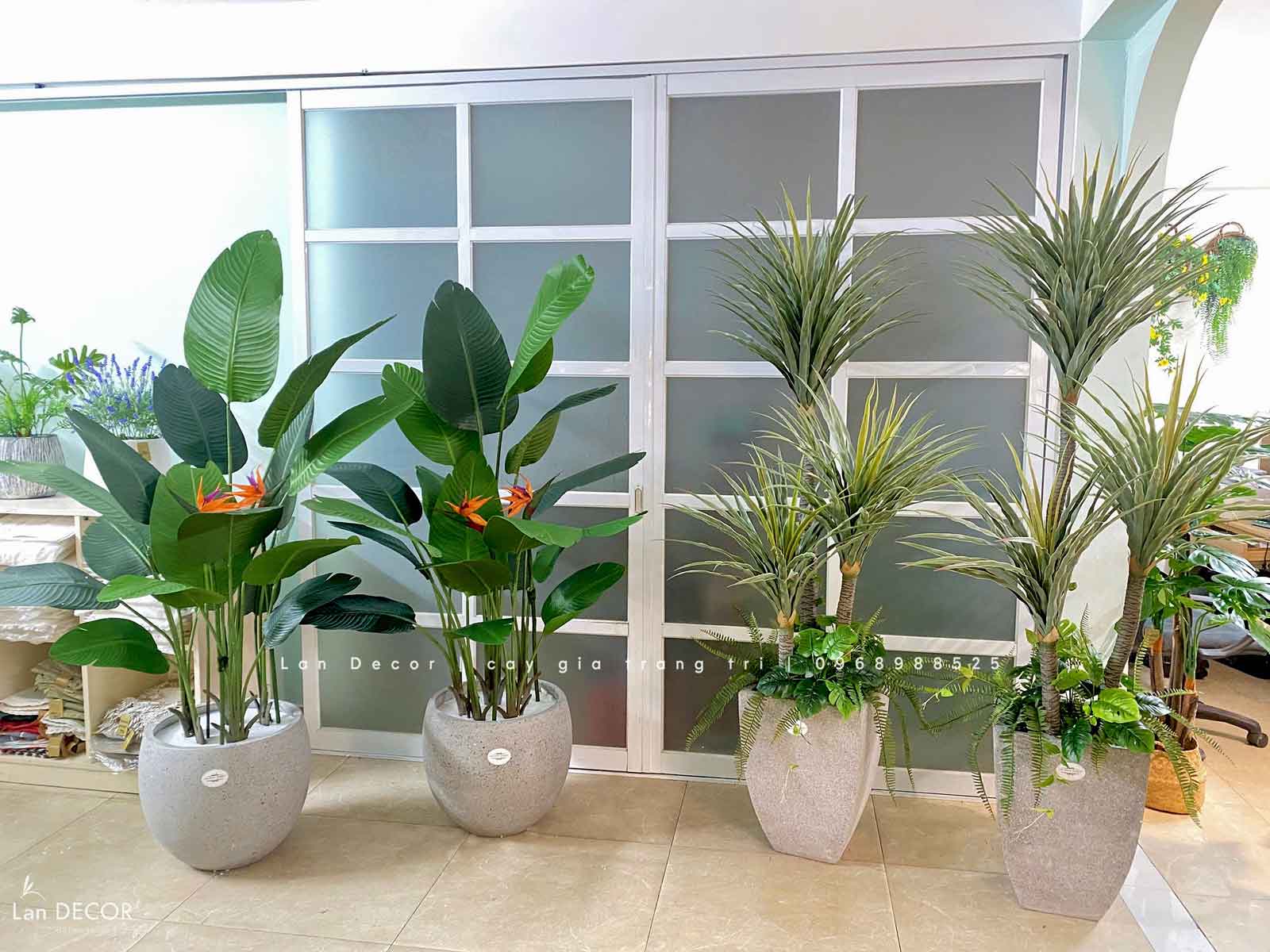 cay-gia-decor 