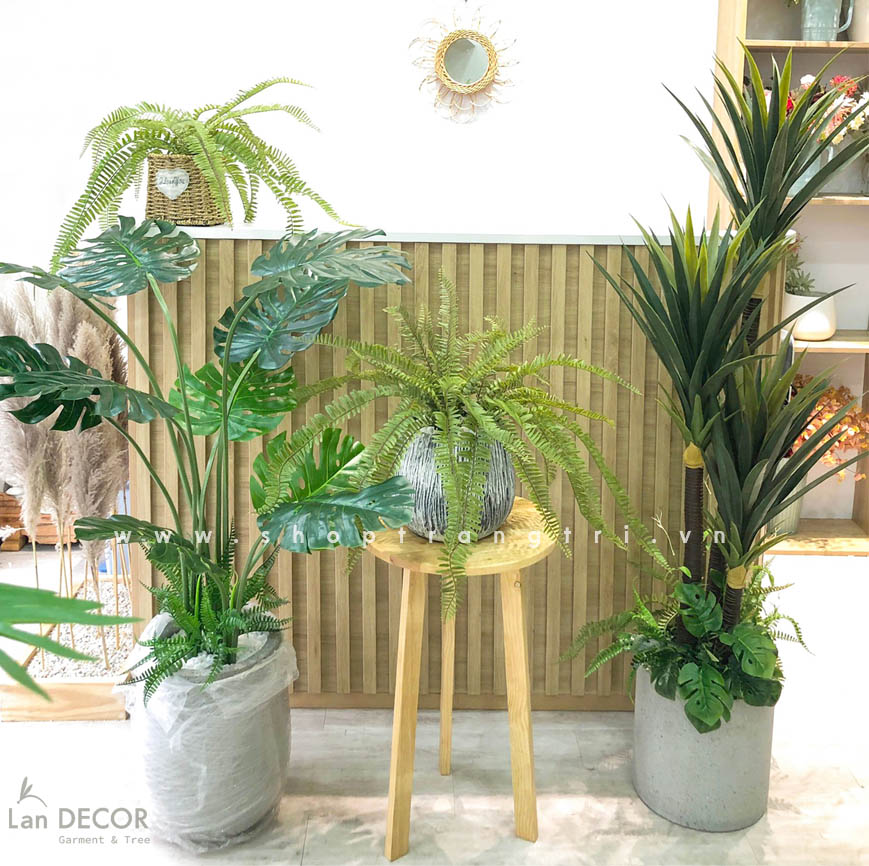 cay-gia-decor 