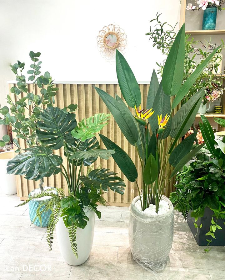 cay-gia-decor 