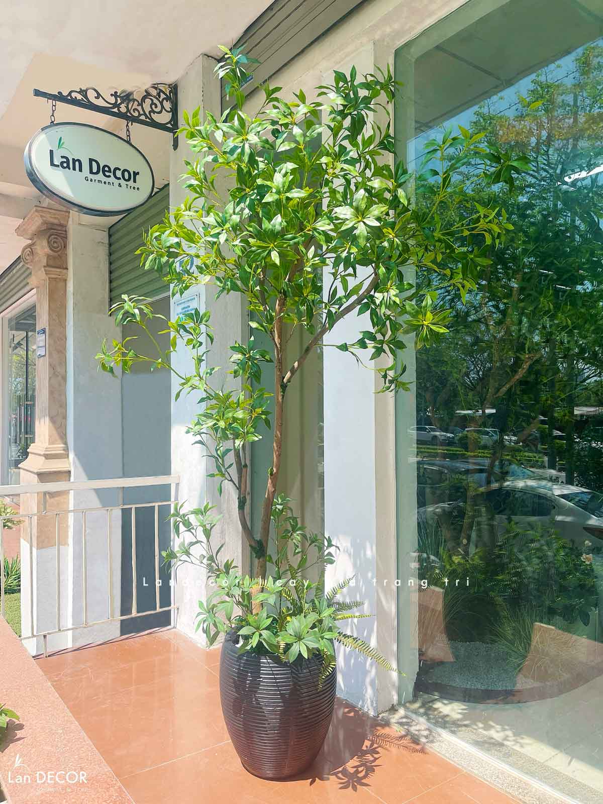 cây linh sơn giả