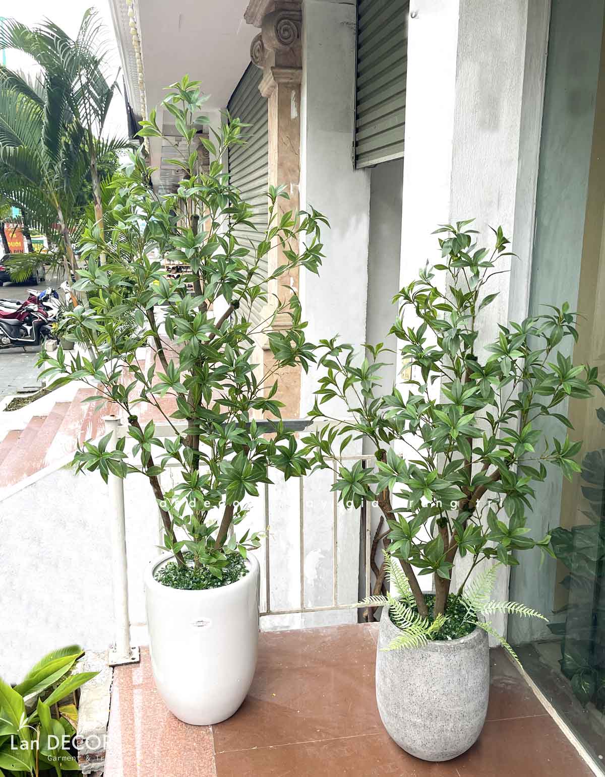 cay-asebi-gia