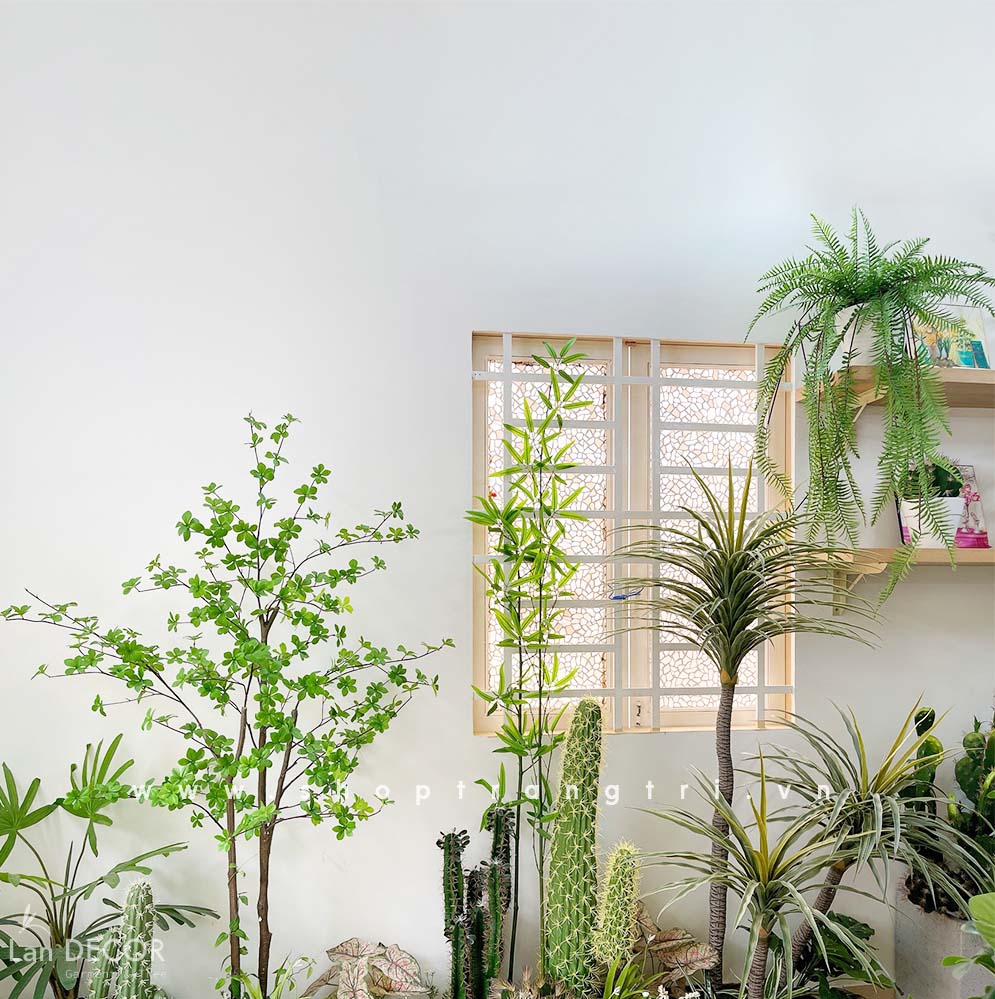 cay-gia-decor 