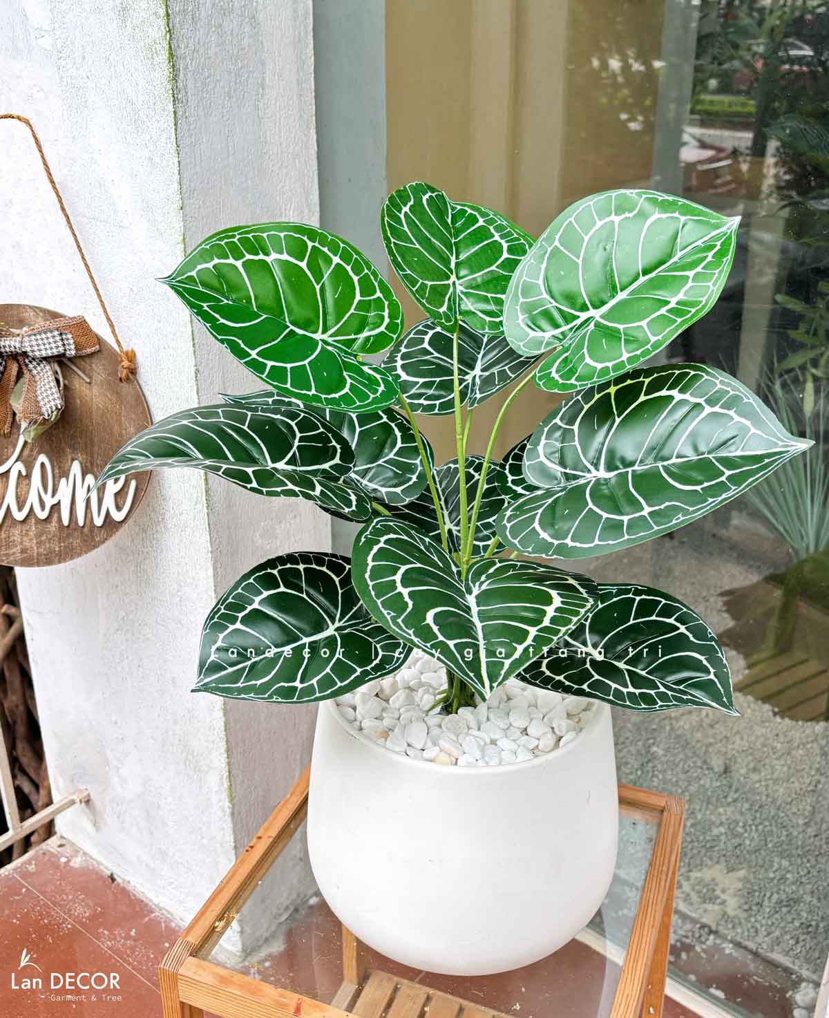 cay-la-mon-gia-decor 