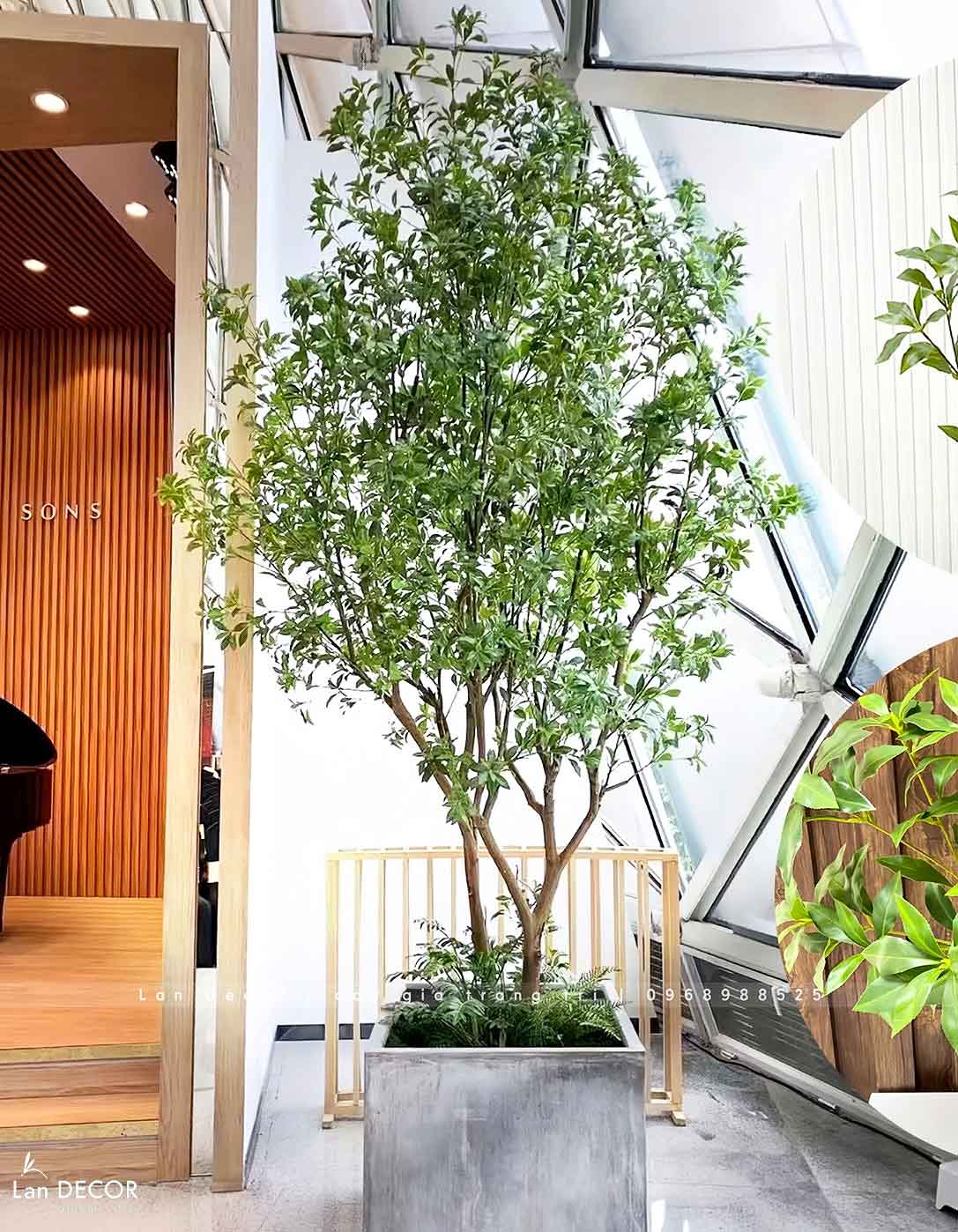 cay-linh-son-tieu-canh 