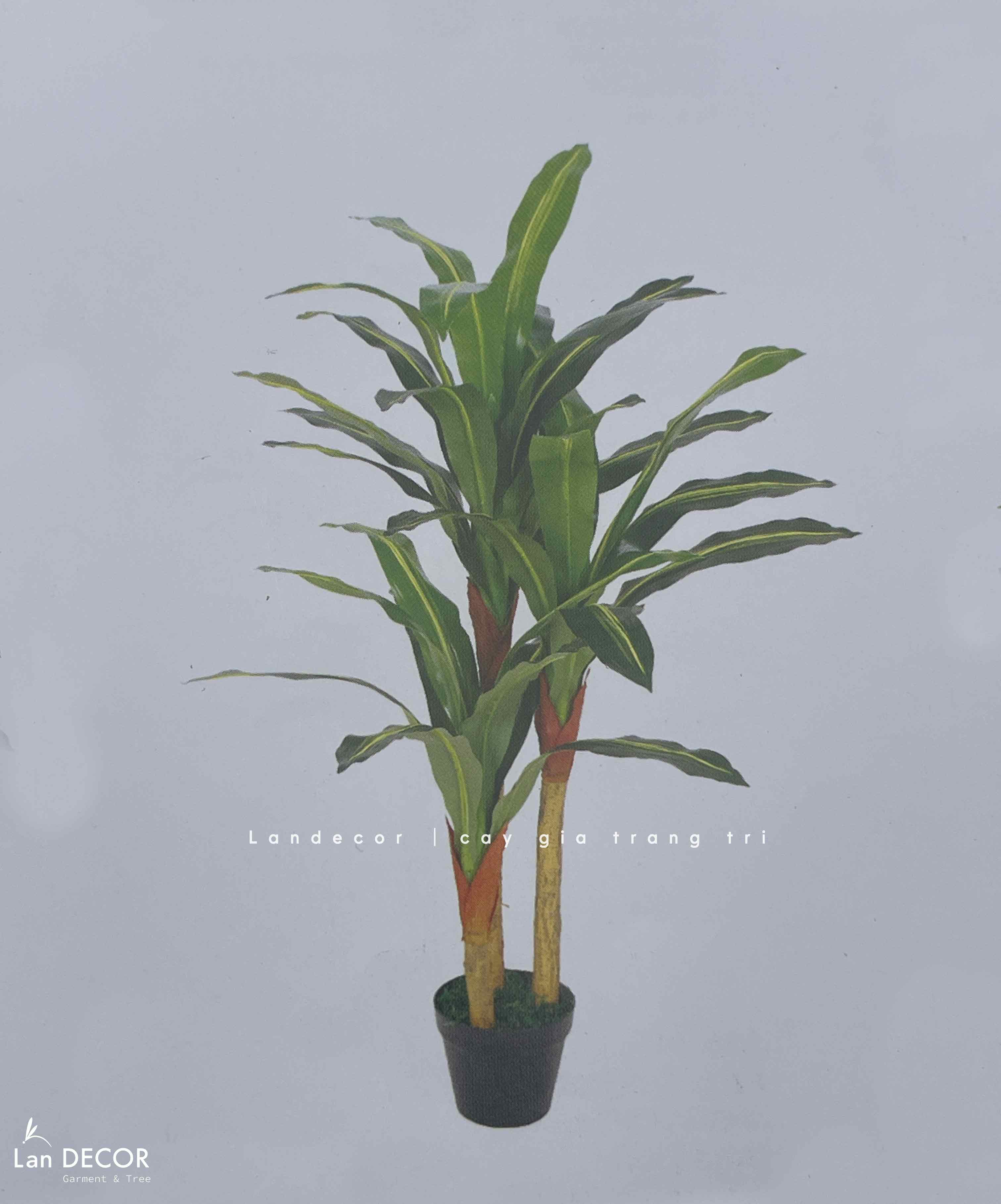 cay-thiet-moc-lan-gia 