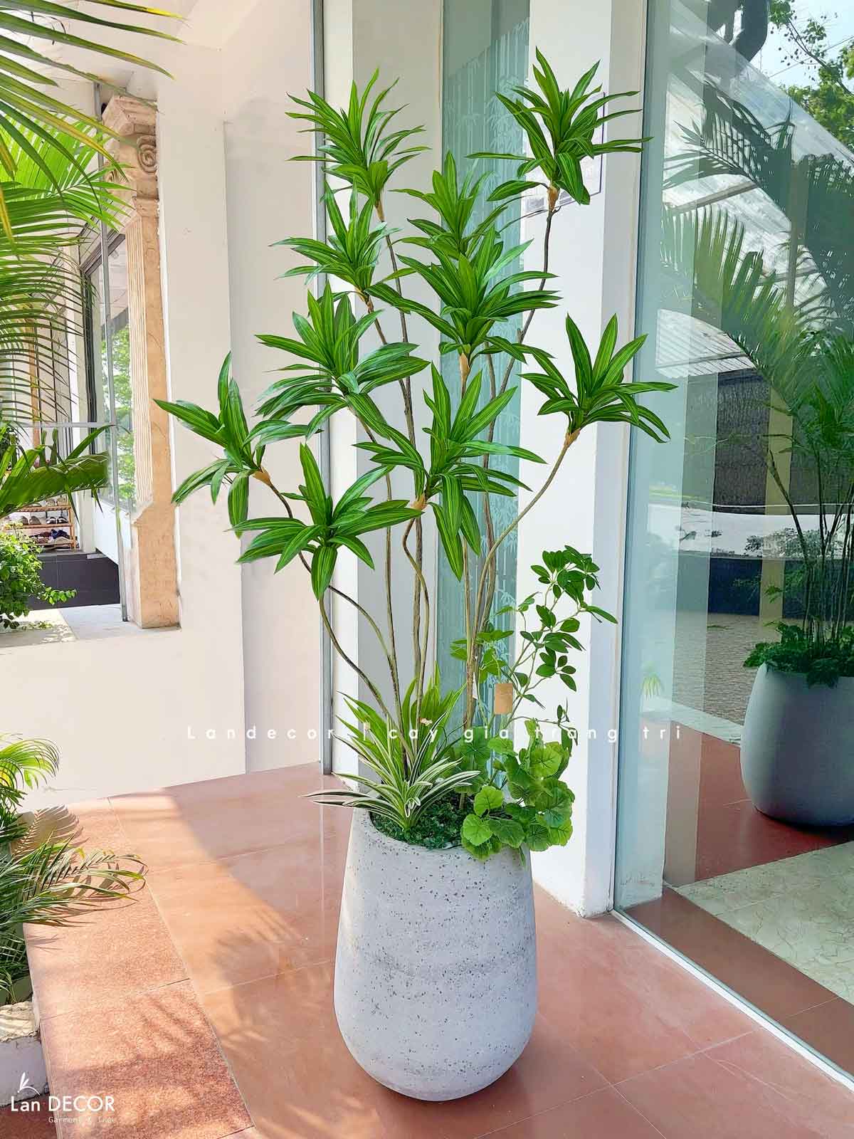 cay-thiet-moc-lan-gia