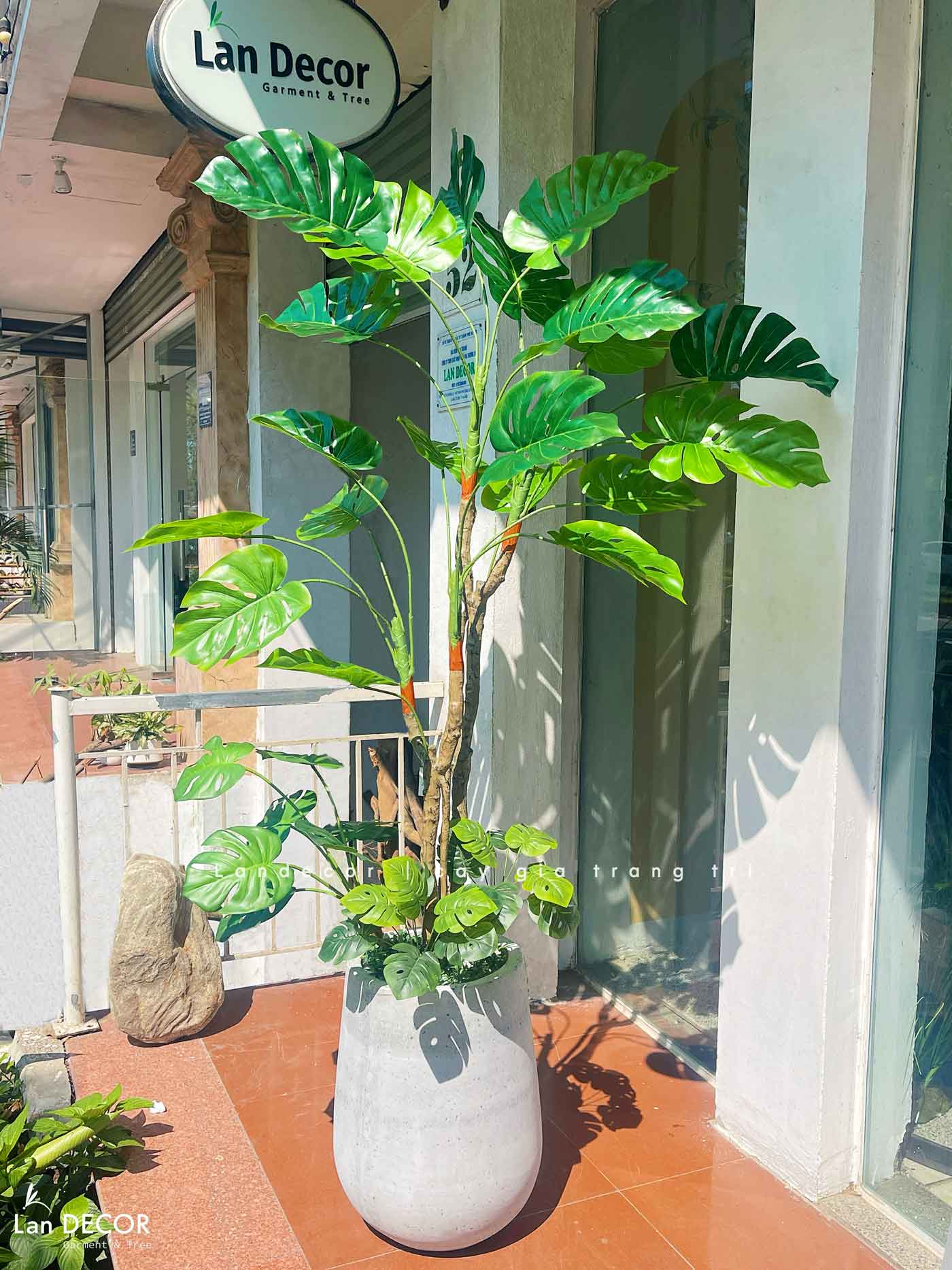 cay-trau-ba-nam-my-gia 