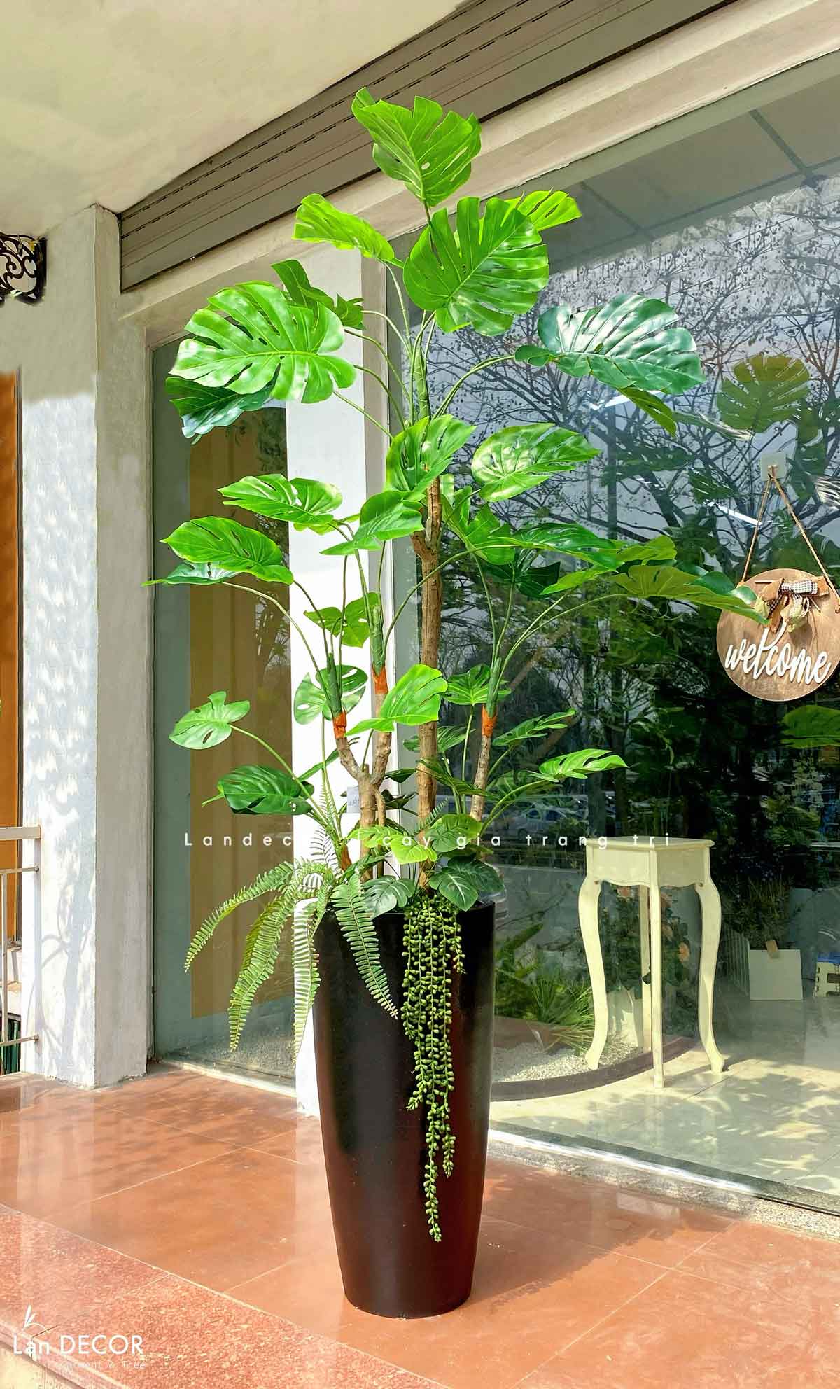 cay-trau-ba-nam-my-gia 