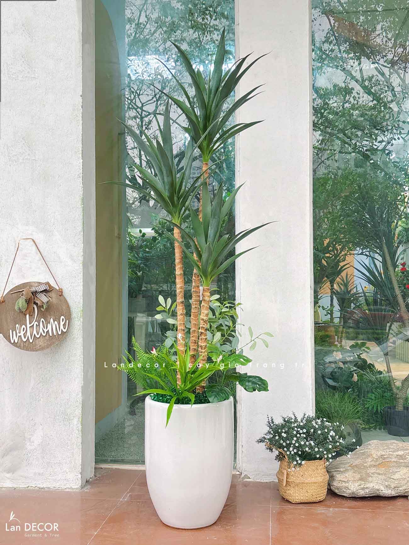 cay-yucca-gia