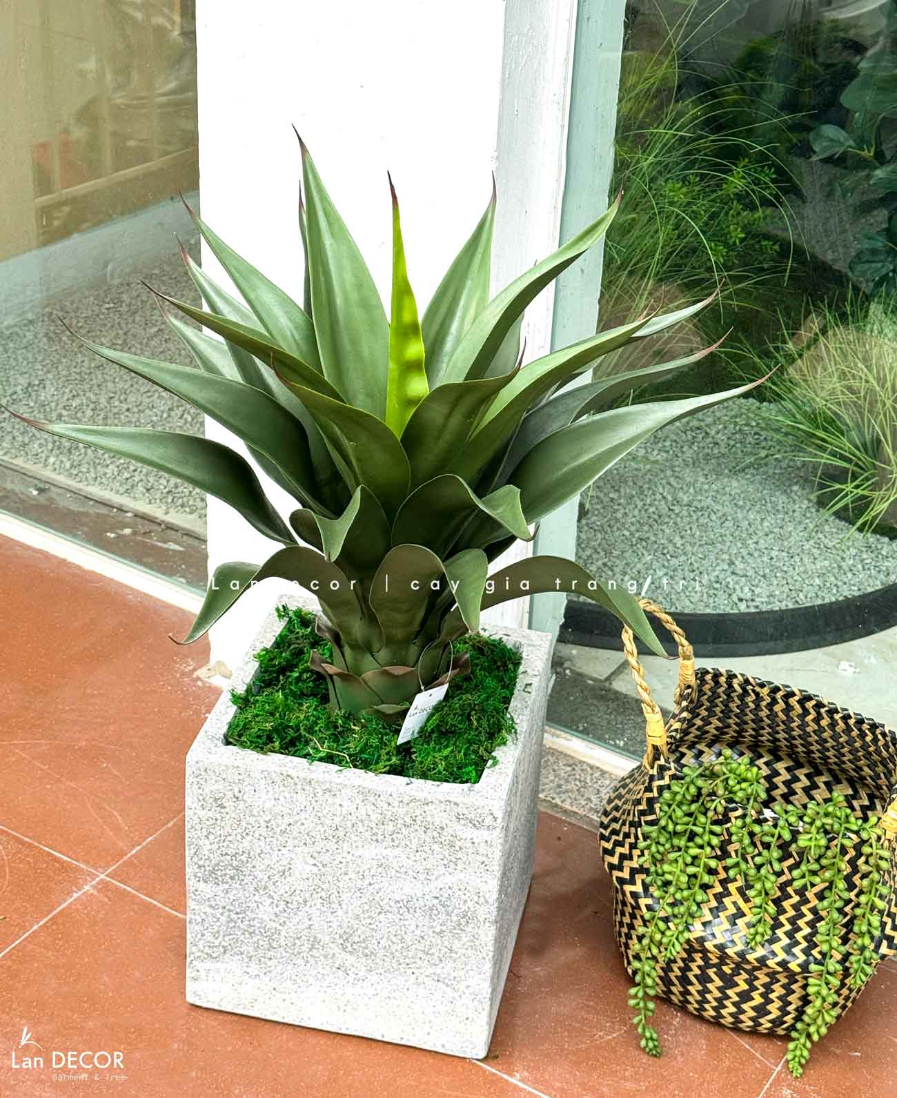 cay-yucca-gia 