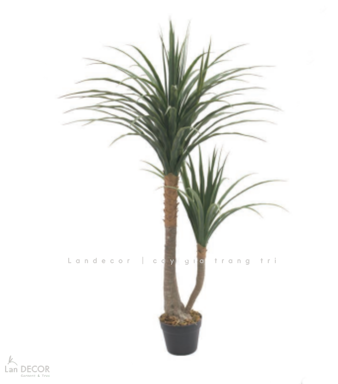 cay-yucca-gia