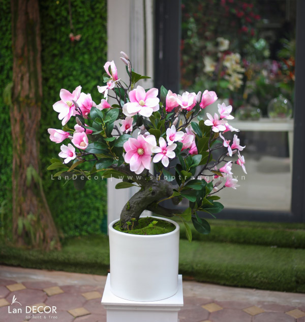 chau-cay-moc-lan-landecor