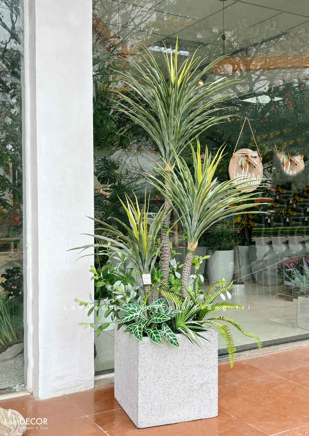 cay-phat-tai-nui-gia 