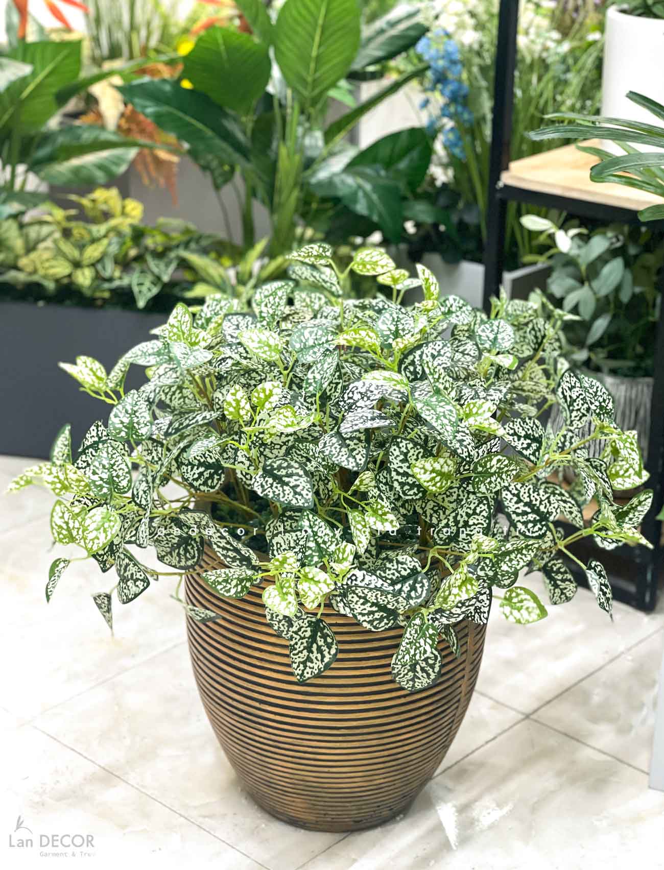 cay-gia-decor