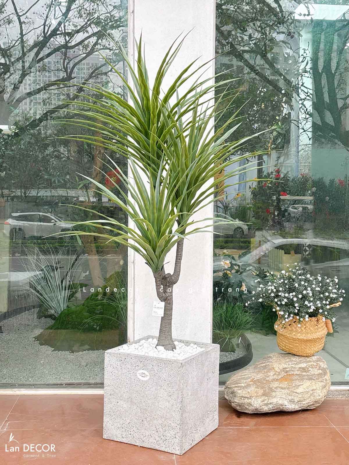 cay-yucca-gia 