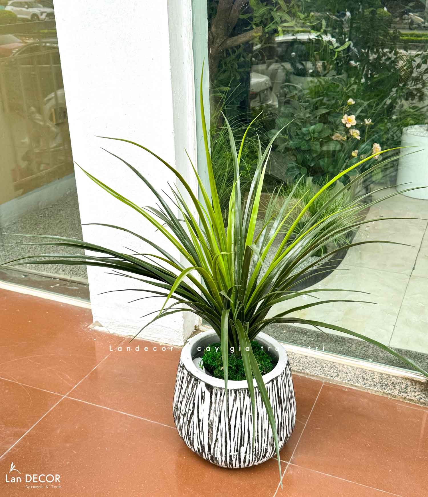 cay-yucca-gia