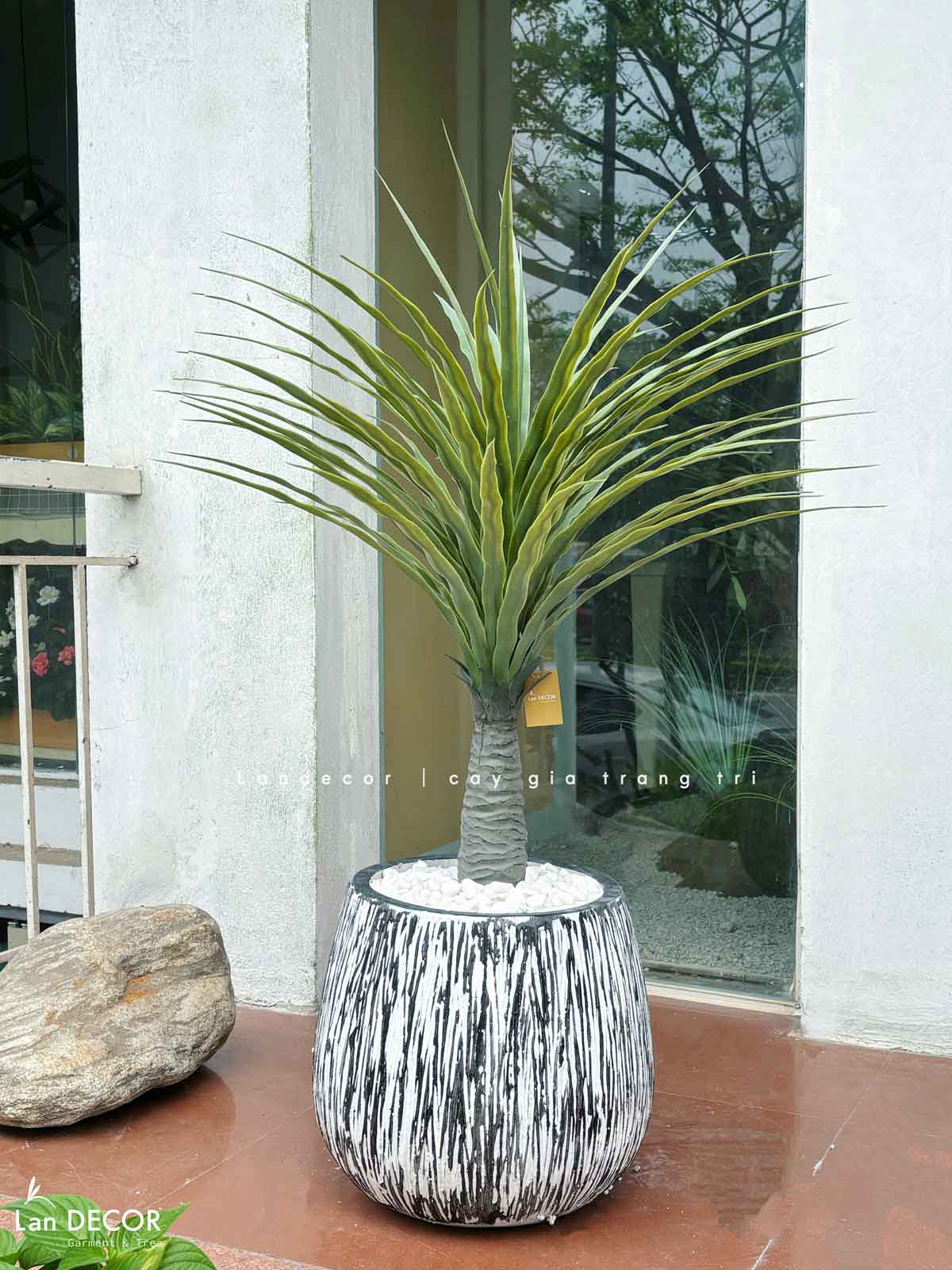 cay-yucca-gia