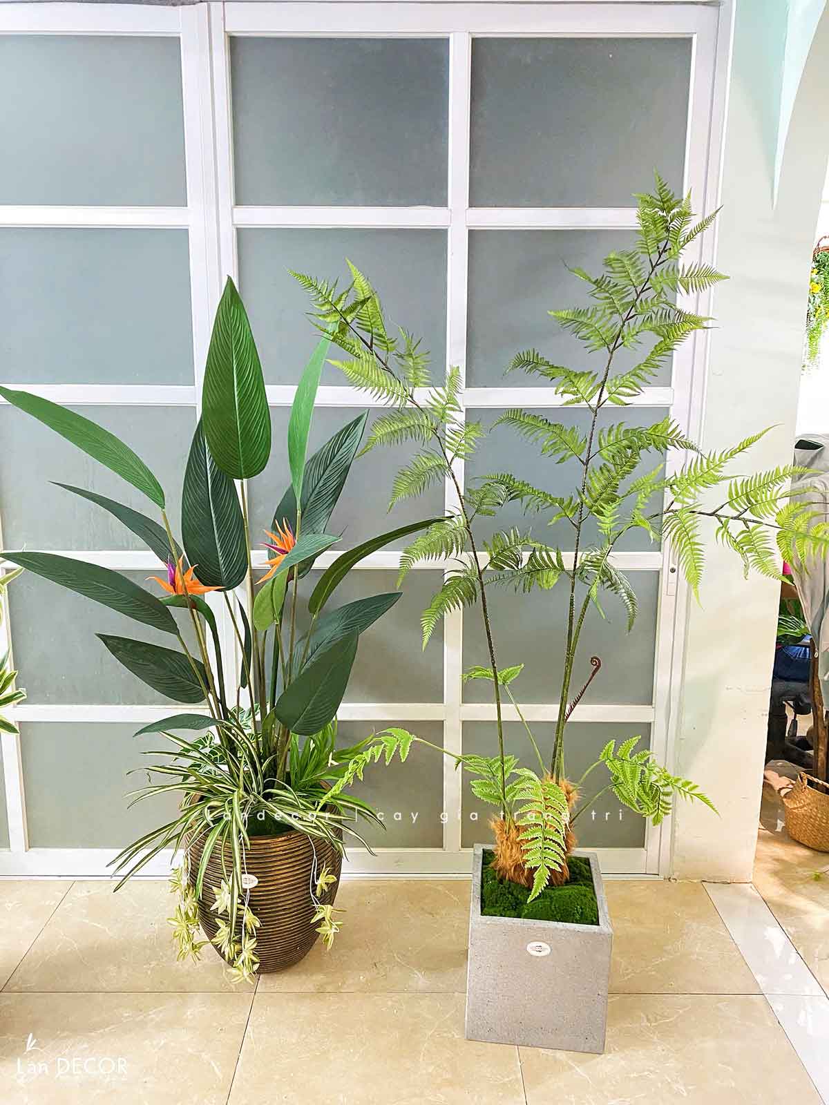 cay-gia-decor 