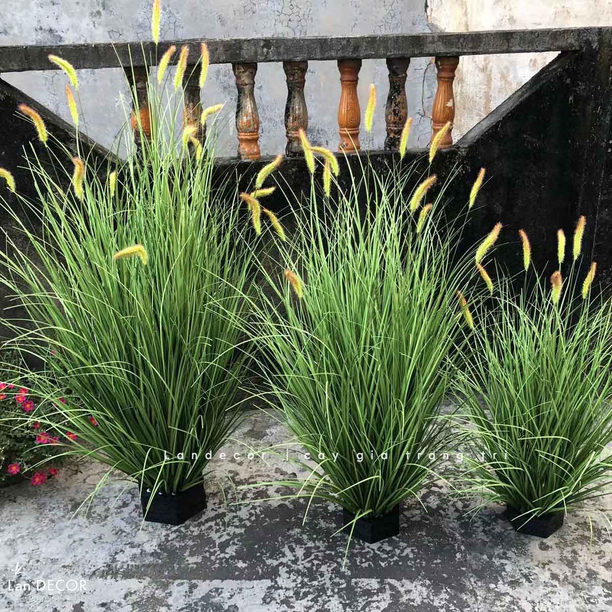 co-lau-gia
