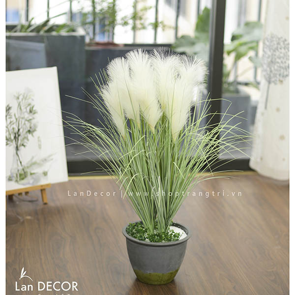 CHẬU CỎ LAU SẬY TRẮNG TRANG TRÍ NHÀ ĐẸP LAN DECOR Tổng Kho Sỉ Cây ...