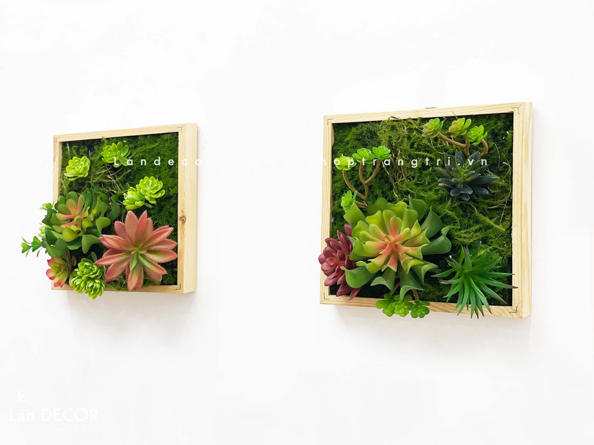 KHUNG TRANH RÊU SEN ĐÁ TRANG TRÍ LAN DECOR (20*20)- KTR06 Tổng Kho Sỉ ...
