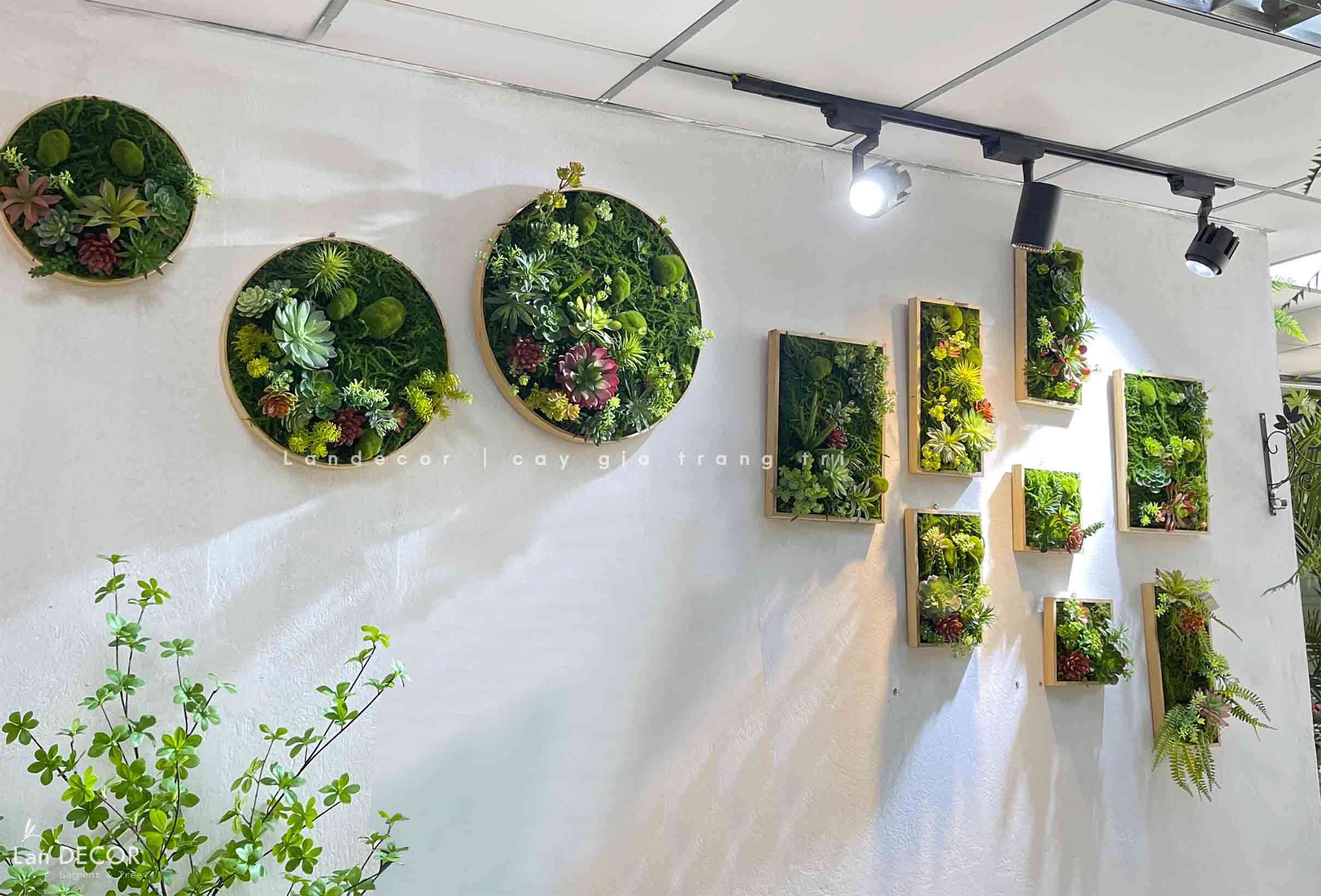 BỘ KHUNG TRANH RÊU SEN ĐÁ TREO TƯỜNG DECOR ĐỘC ĐÁO, SANG TRỌNG- BKTR01 ...