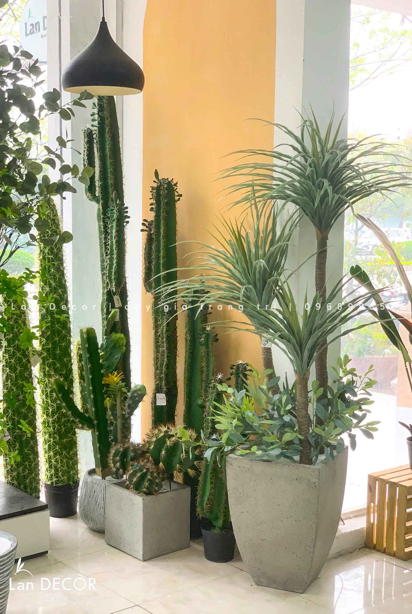cay-gia-decor 
