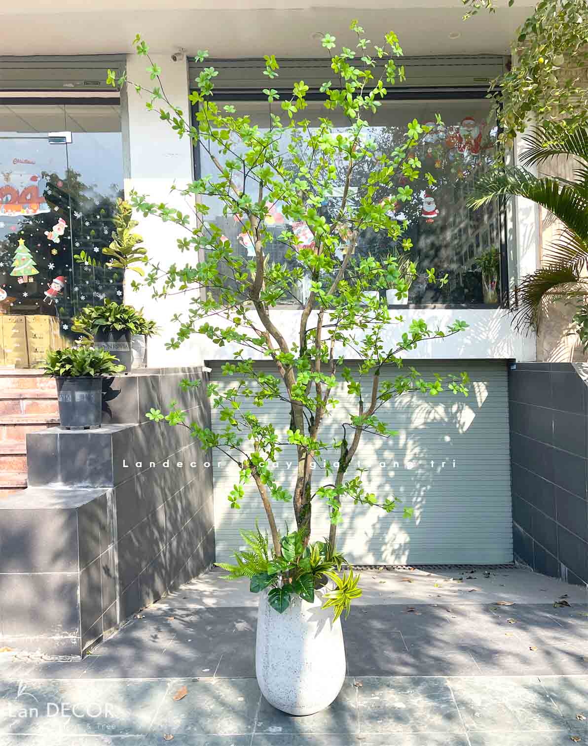 cây-thạch-nam-thiết-kế