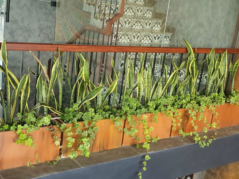 Mẹo bày trí cây Lưỡi Hổ đón tài lộc may mắn cho gia chủ cực tốt Tổng Kho Sỉ Cây Giả Trang Trí Lan Decor - Giá Từ Nhà Sản Xuất