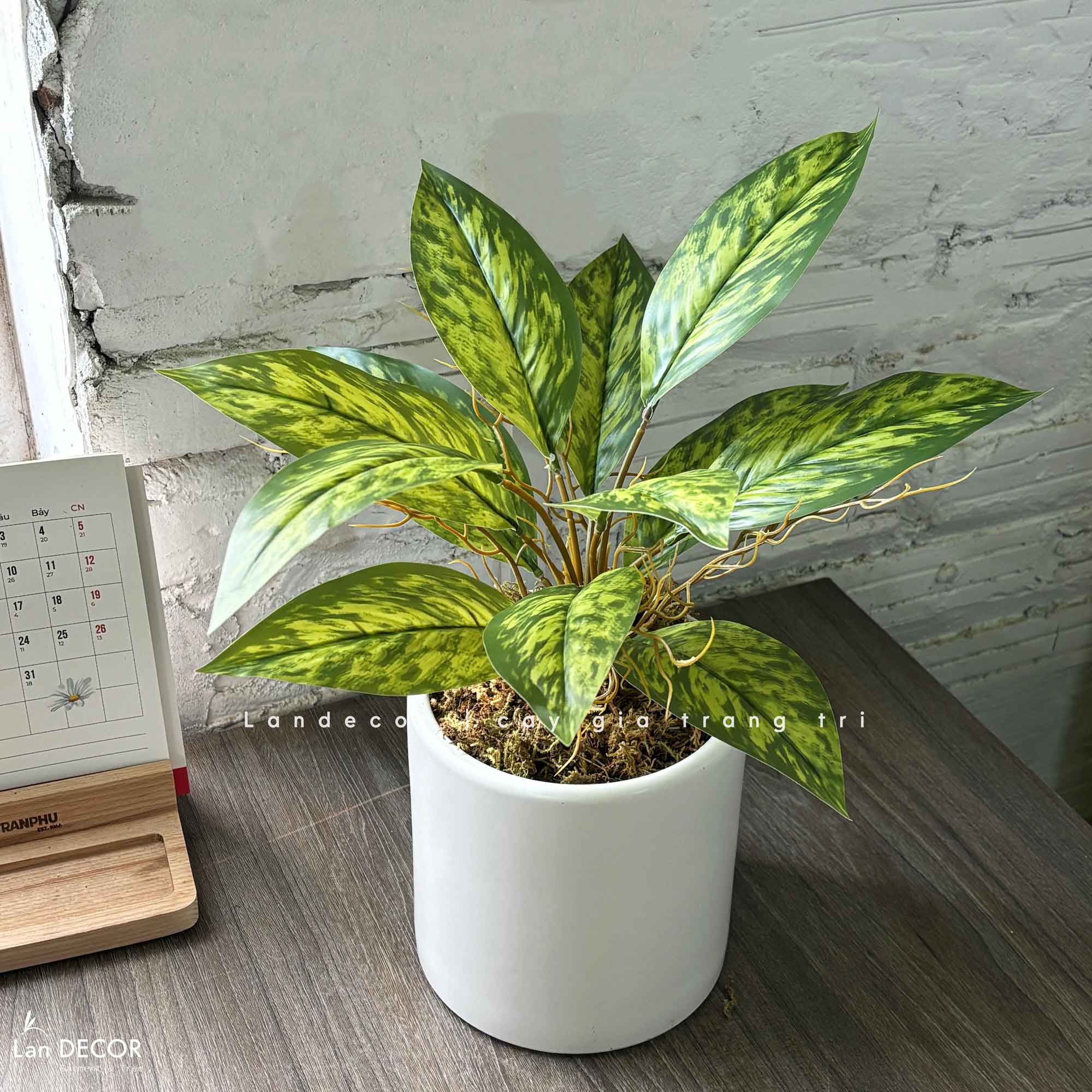 Cây Giả Trang Trí- Chậu Cây Vạn Lộc Giả Để Bàn Trang Trí Không Gian Tạo Điểm Nhấn (45cm) - CC1456