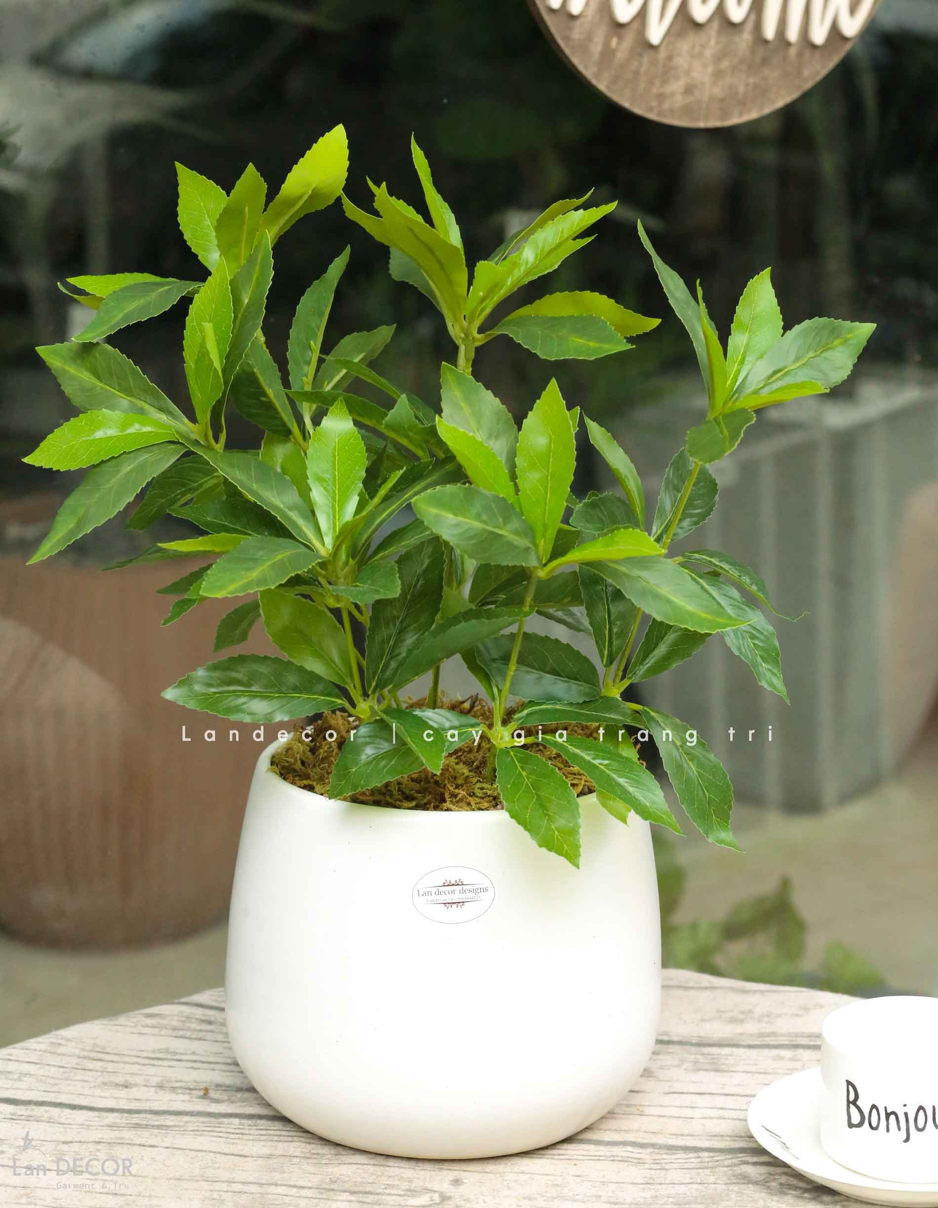 Cây Giả Để Bàn - Cây Kim Ngân Lượng Giả Trang Trí Để Bàn Thu Hút (45cm) - CC1501