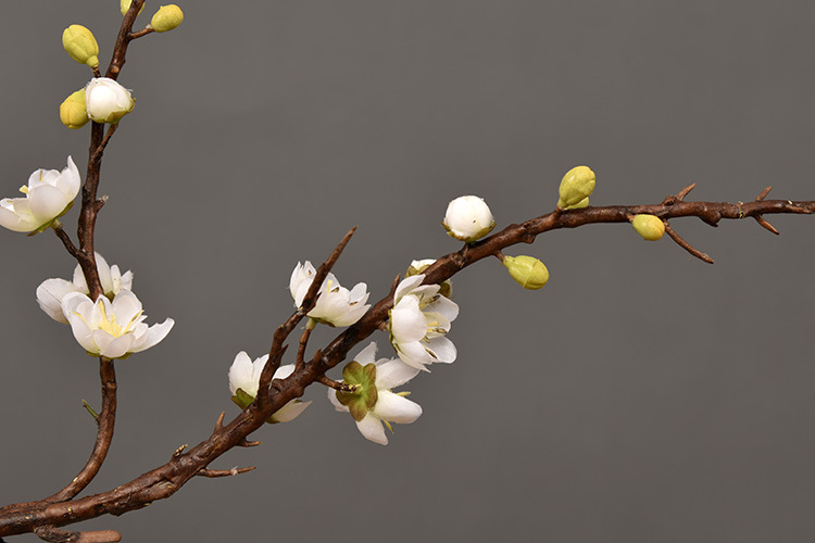 Chậu mai trang trí Tết - BH774-2