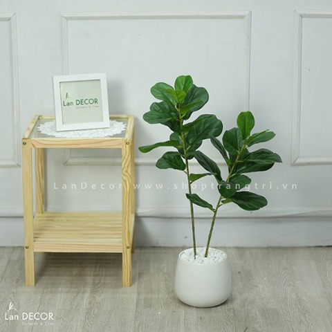 CHẬU CÂY BÀNG SINGAPORE 70CM - CC123