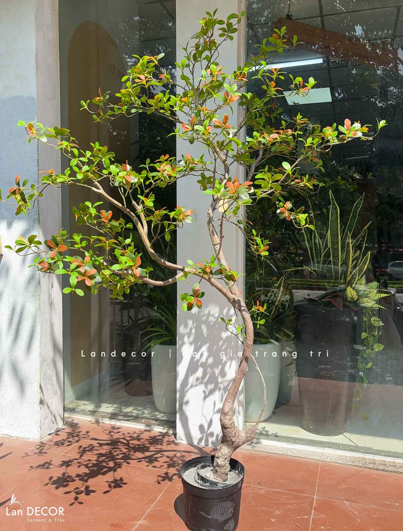 Cây Giả Thiết Kế - Cây Bàng Nhật Giả Thiết Kế Tiểu Cảnh- CC1492