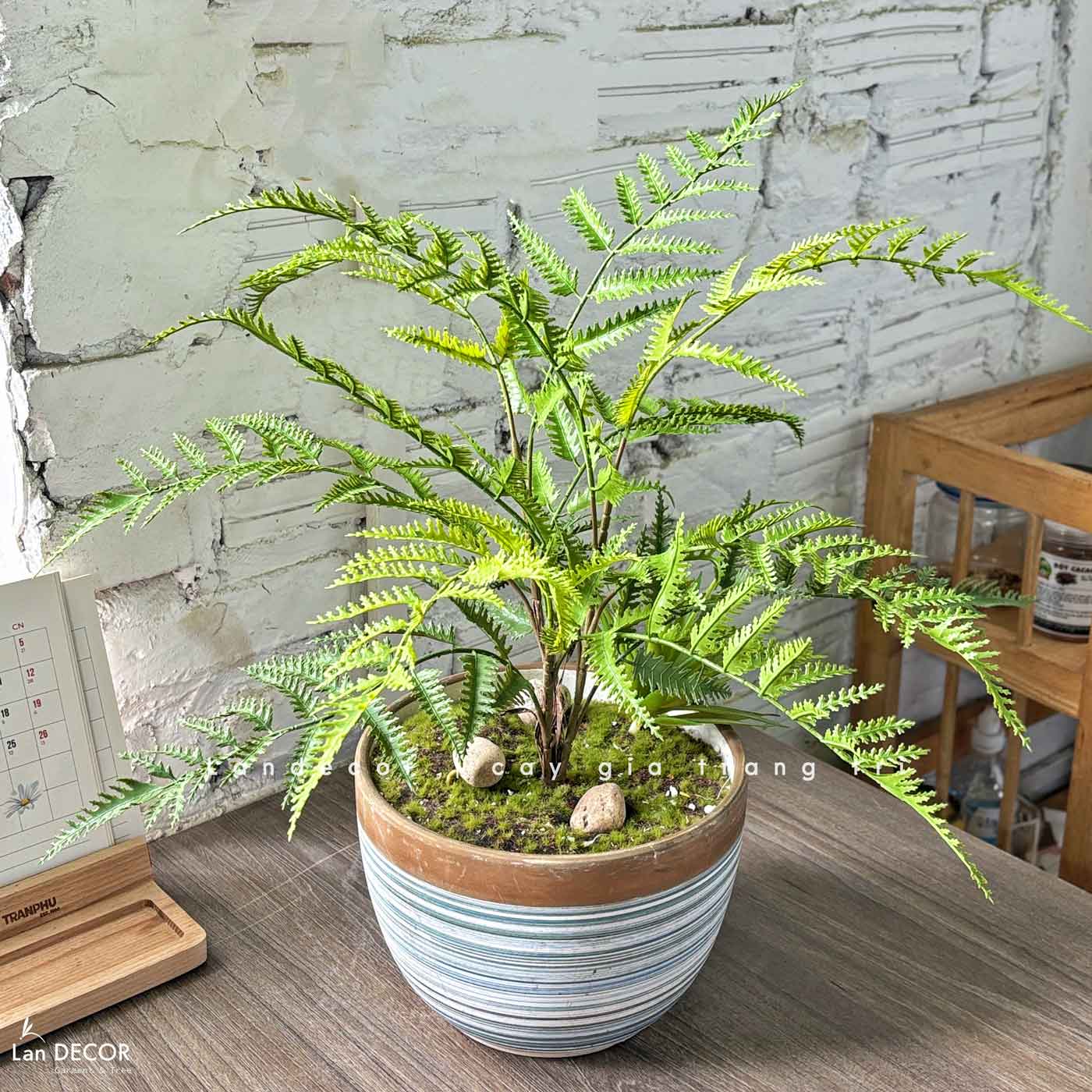 Cây Giả Decor- Cây Dương Xỉ Giả Mix Tiểu Cảnh Sen Đá Trang Trí Không Gian (55cm)- CC1468