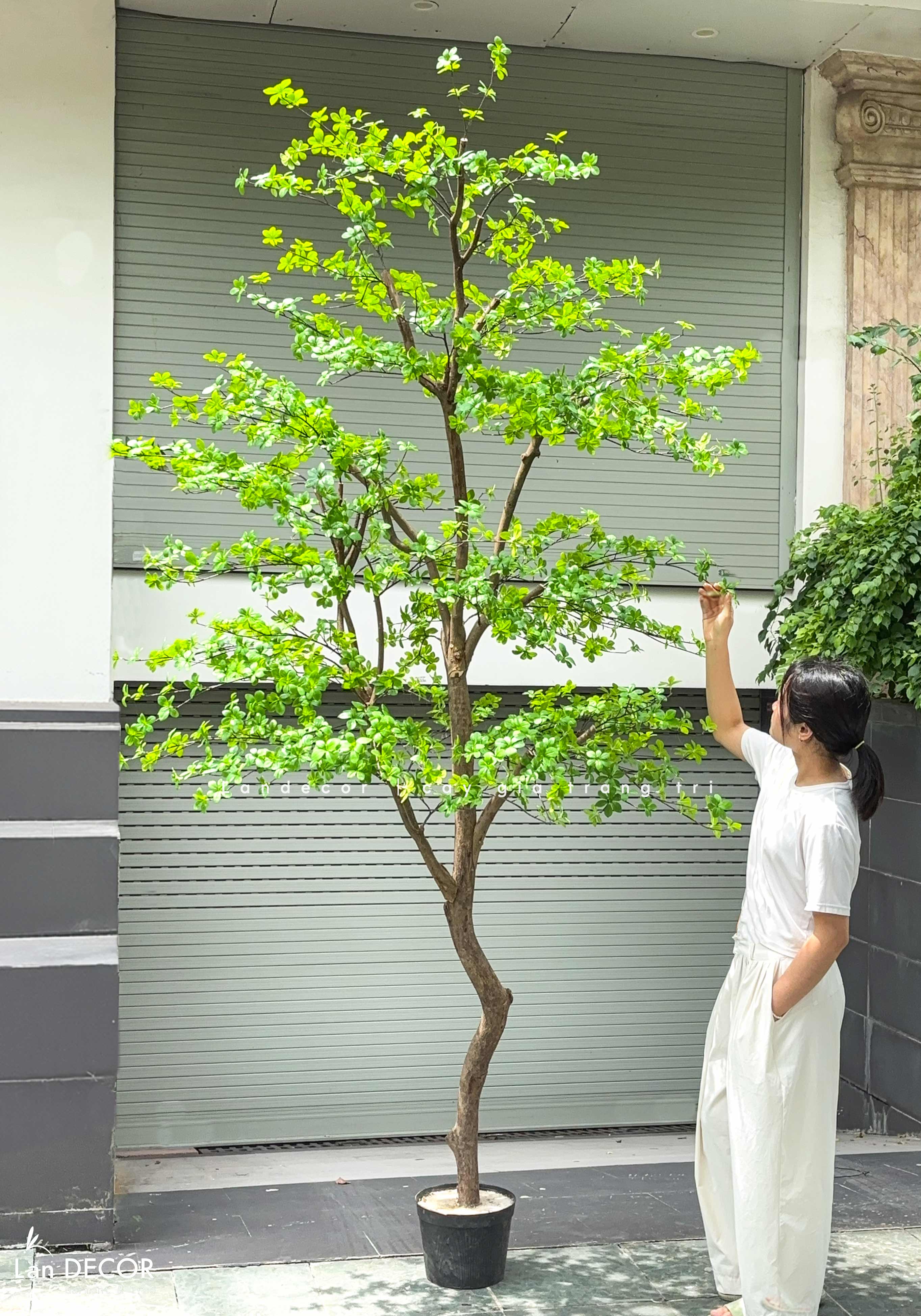 Cây Giả Tiểu Cảnh - Cây Thạch Nam Giả Thiết Kế Giếng Trời, Trang Trí Không Gian Lớn- CC1389