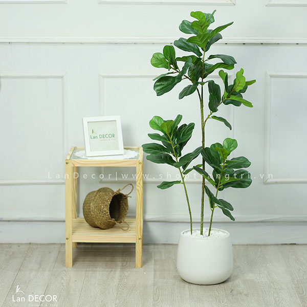 CHẬU CÂY BÀNG SINGAPORE 120cm - CC121